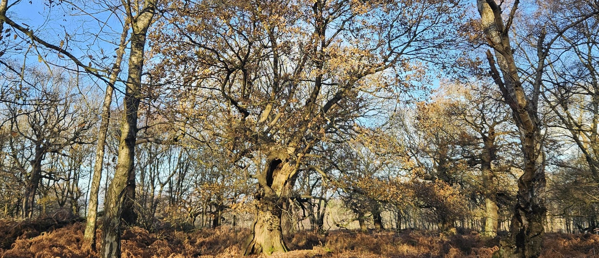 1000027325 Scaled Aspect Ratio 1160 500