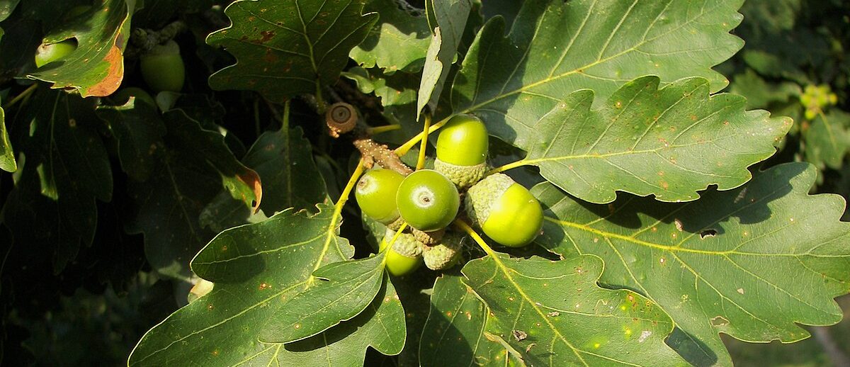 Quercus Petraea 02 Aspect Ratio 1160 500