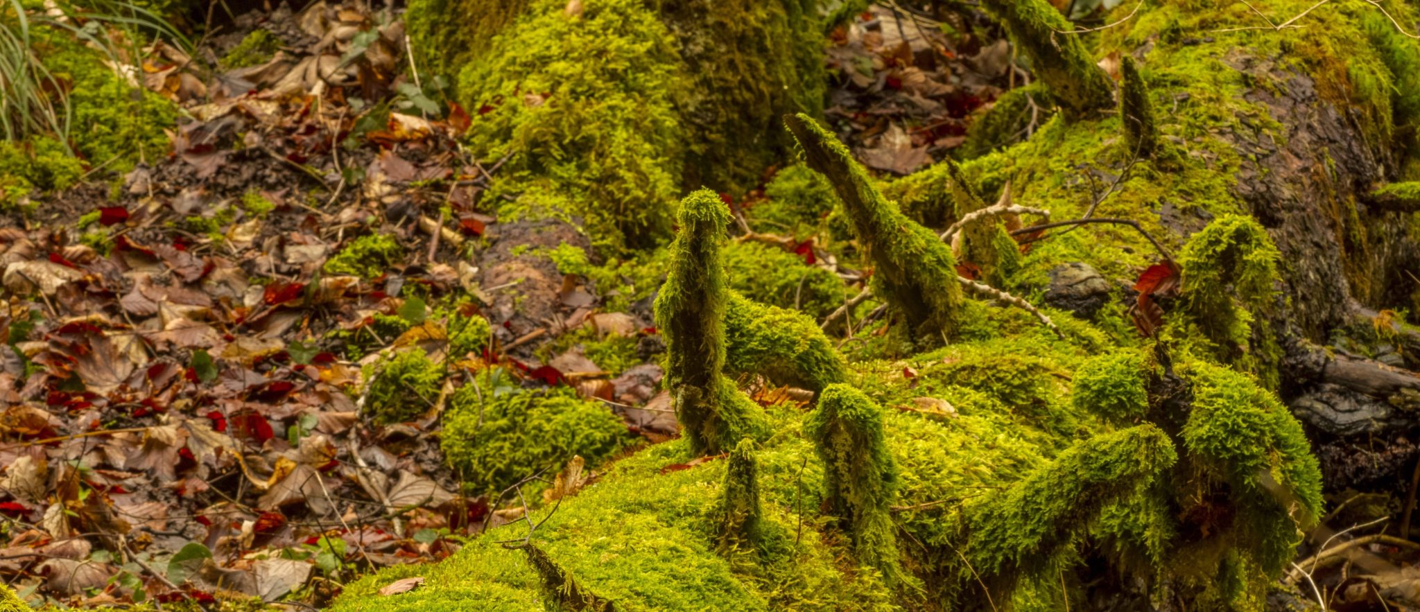 Moss Nature Wood Tree 577cb392c399241baa246cddf6613992 Scaled Aspect Ratio 1160 500