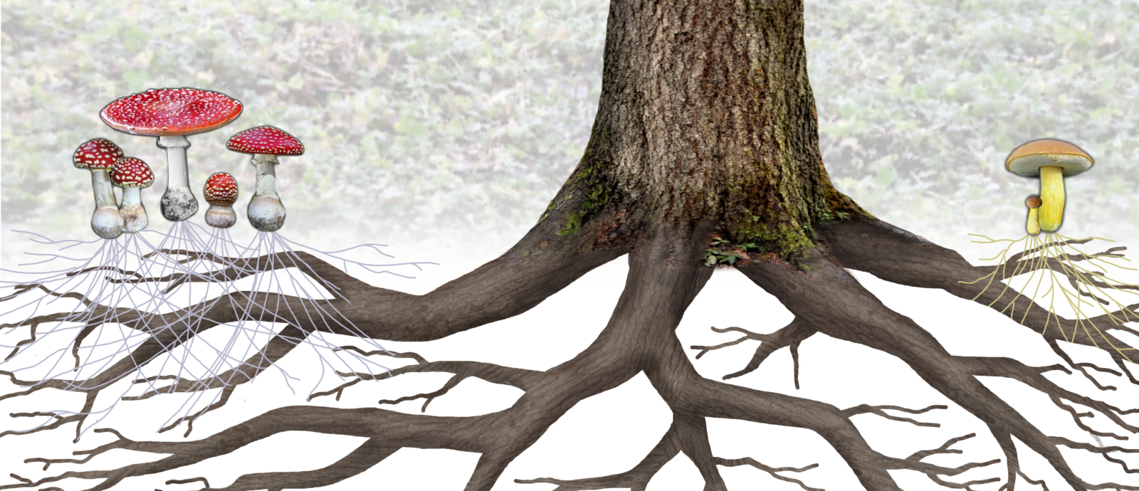 Tree15 Aspect Ratio 1160 500