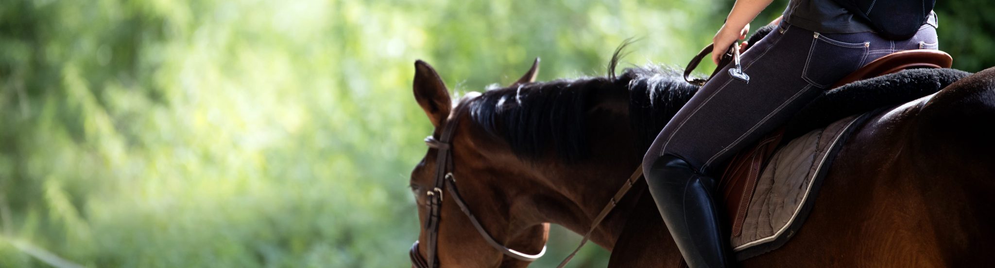 Horse Riders Cannock Chase